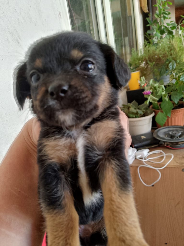 Ищу новые дома для щенков