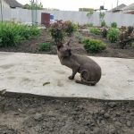 Потерянный кот во дворе