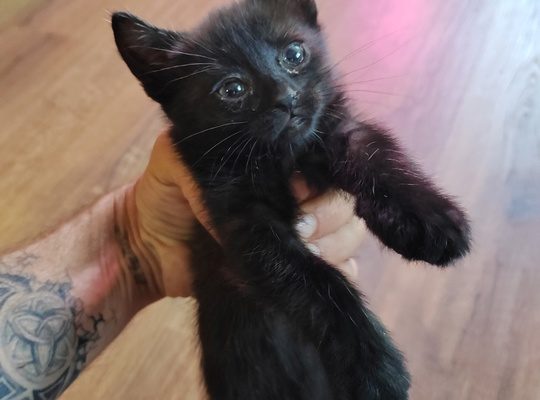 Котенок ищет дом.