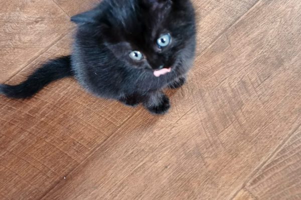 Котенок в добрые руки