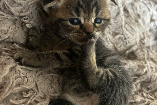 Кошечка в хорошие руки