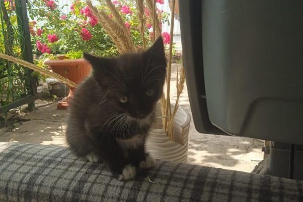 Котёнок в добрые руки