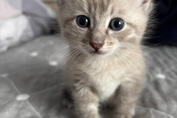 Котенок в поисках жилья😍