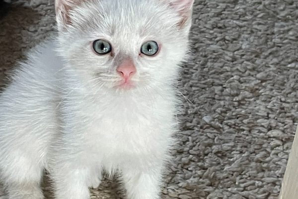 Котята ищут заботливые руки!