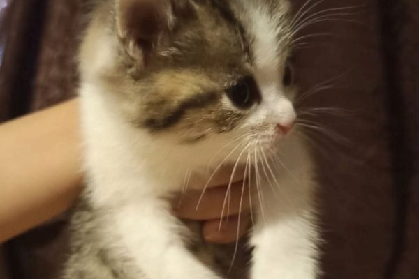 Котёнок ищет новый дом
