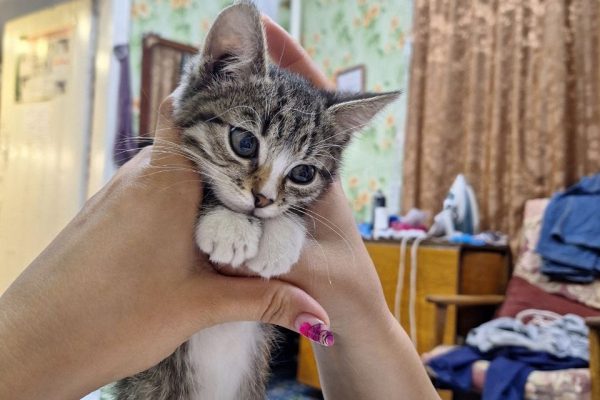 Пропажа кошки