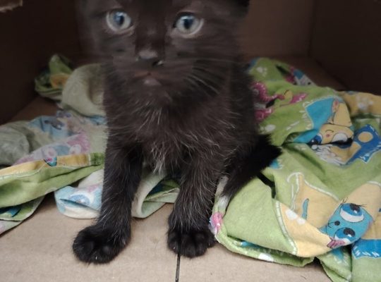 Котята ищут надежные руки!